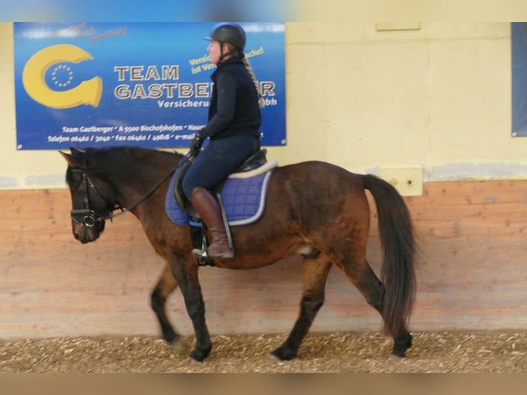 Hutsul Caballo castrado 5 años 143 cm Bayo in Ramsau/D.