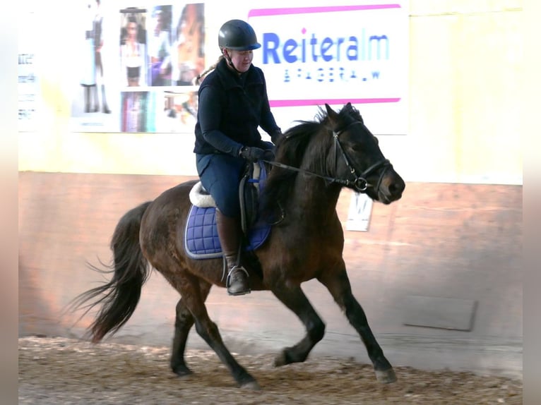 Hutsul Caballo castrado 5 años 143 cm Bayo in Ramsau/D.
