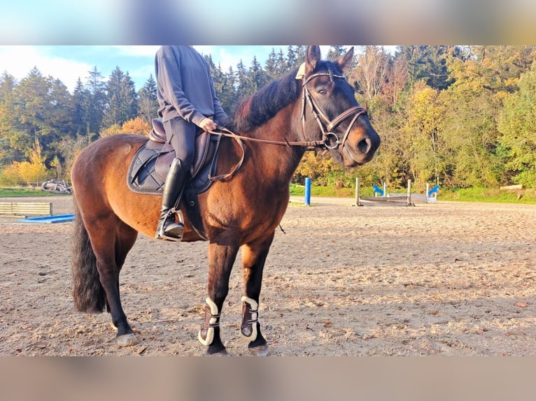 Hutsul Caballo castrado 5 años 143 cm in Horgau