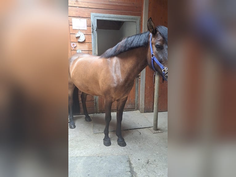 Hutsul Caballo castrado 5 años 143 cm in Horgau