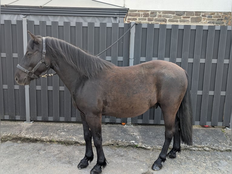 Hutsul Caballo castrado 5 años 143 cm Negro in Morsbach
