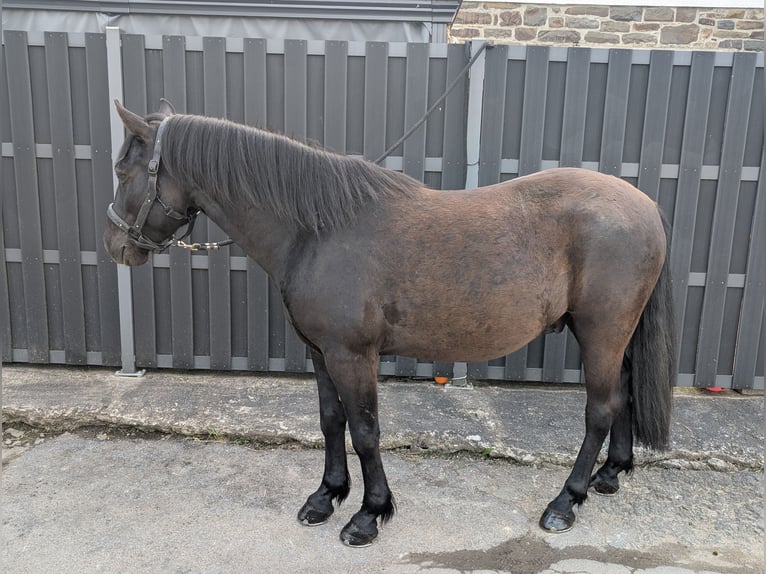 Hutsul Caballo castrado 5 años 143 cm Negro in Morsbach