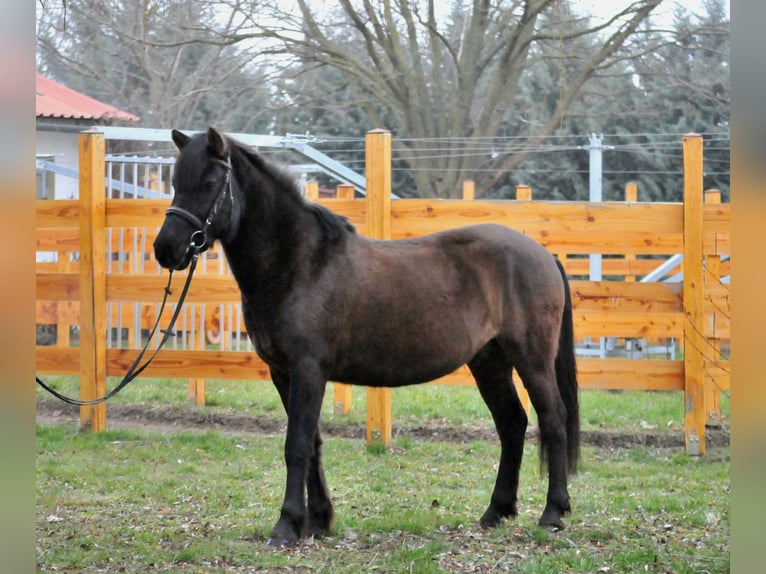 Hutsul Caballo castrado 5 años 145 cm Bayo in Schattendorf