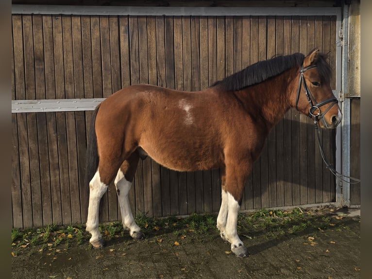 Hutsul Caballo castrado 5 años 145 cm Castaño in Mülheim an der Ruhr