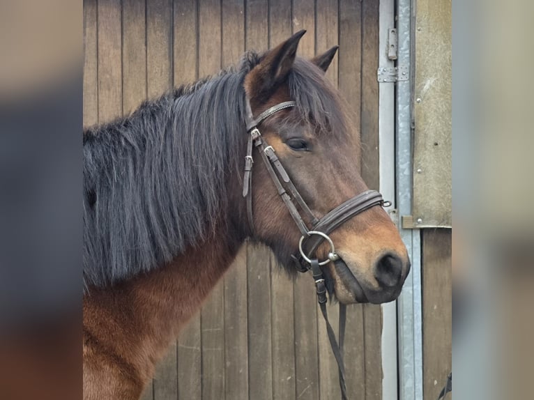 Hutsul Caballo castrado 5 años 145 cm Castaño in Mülheim an der Ruhr