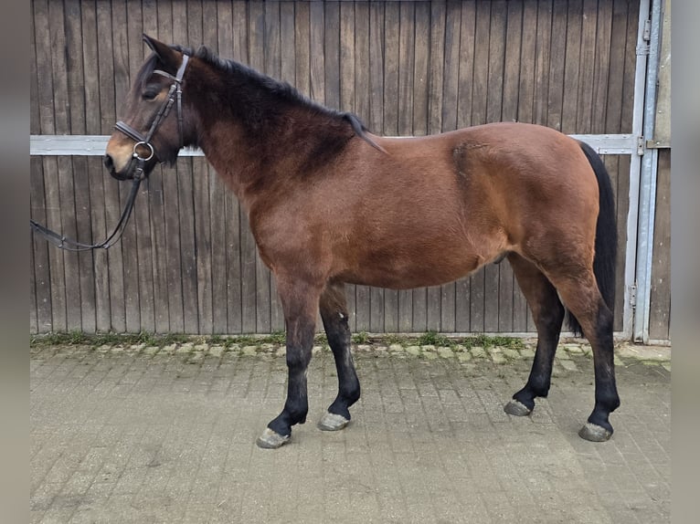 Hutsul Caballo castrado 5 años 145 cm Castaño in Mülheim an der Ruhr