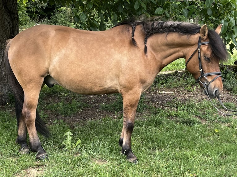 Hutsul Caballo castrado 5 años 145 cm Castaño in Ursensollen
