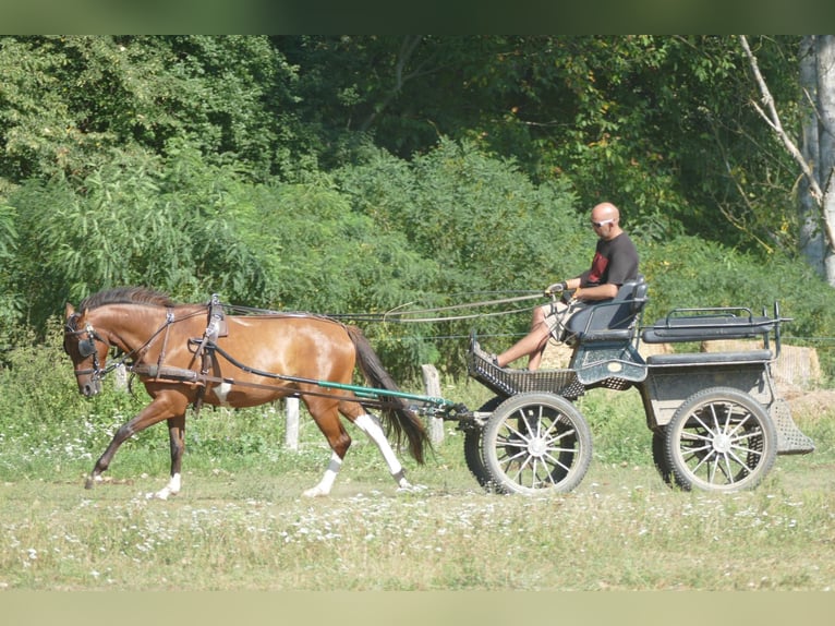 Hutsul Mestizo Caballo castrado 5 años 150 cm Pío in Ramsau