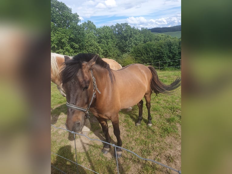 Hutsul Caballo castrado 6 años 137 cm in Reichenbach/Vogtland