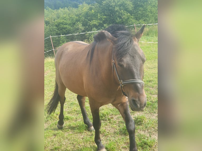 Hutsul Caballo castrado 6 años 137 cm Castaño in Reichenbach/Vogtland