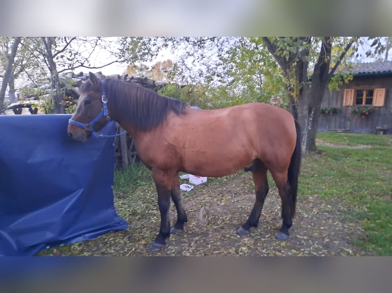 Hutsul Caballo castrado 6 años 138 cm Castaño in Oggau am Neusiedler See