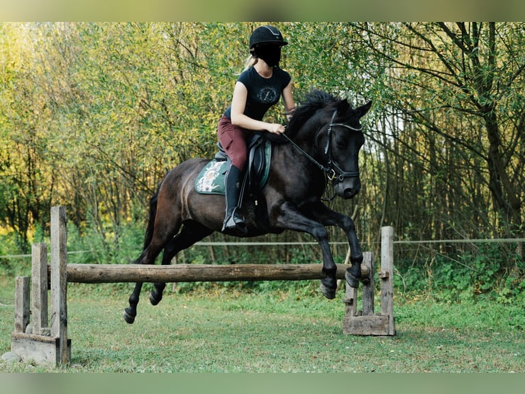 Hutsul Caballo castrado 6 años 140 cm Negro in Jawornik