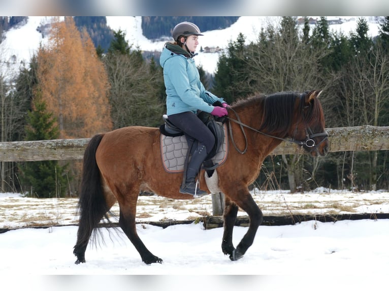 Hutsul Caballo castrado 6 años 142 cm Bayo in Ramsau/D.