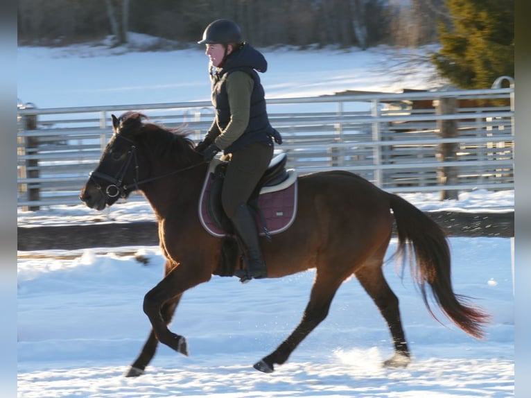 Hutsul Caballo castrado 6 años 143 cm Bayo in Ramsau/D.