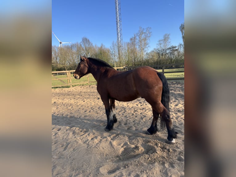 Hutsul Mestizo Caballo castrado 6 años 144 cm Castaño in Münster