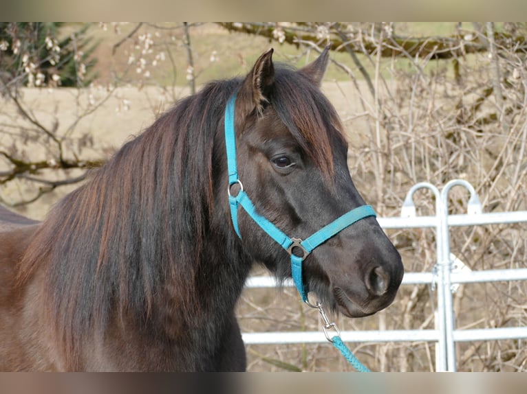 Hutsul Caballo castrado 6 años 145 cm Bayo in Ramsau