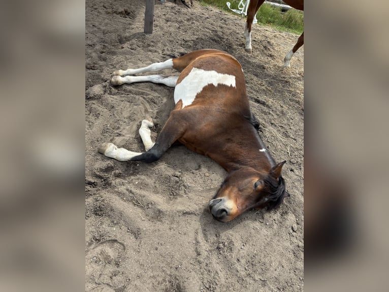 Hutsul Caballo castrado 6 años 145 cm Pío in Muldestausee
