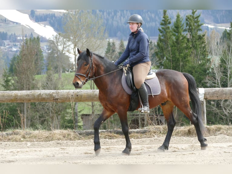 Hutsul Caballo castrado 6 años 147 cm Bayo in Ramsau am Dachstein