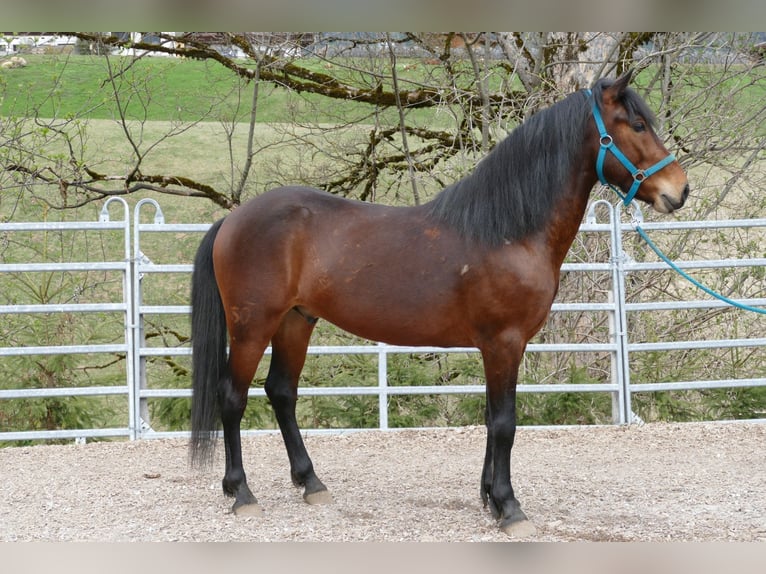 Hutsul Caballo castrado 6 años 147 cm Bayo in Ramsau am Dachstein