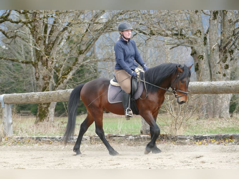 Hutsul Caballo castrado 6 años 147 cm Bayo in Ramsau am Dachstein