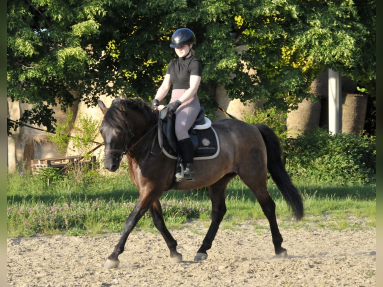 Hutsul Caballo castrado 6 años 147 cm Bayo in Schattendorf