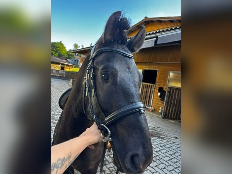 Hutsul Caballo castrado 6 años 148 cm Negro in Tillmitsch