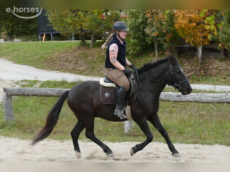 Hutsul Caballo castrado 6 años 149 cm Negro in Ramsau am Dachstein