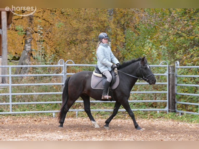 Hutsul Caballo castrado 6 años 149 cm Negro in Ramsau am Dachstein