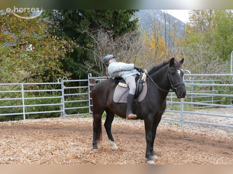 Hutsul Caballo castrado 6 años 149 cm Negro in Ramsau am Dachstein