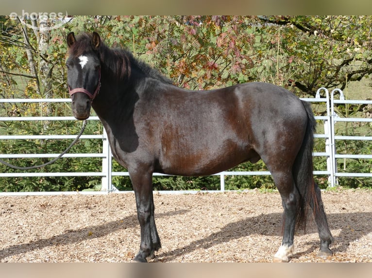 Hutsul Caballo castrado 6 años 149 cm Negro in Ramsau am Dachstein