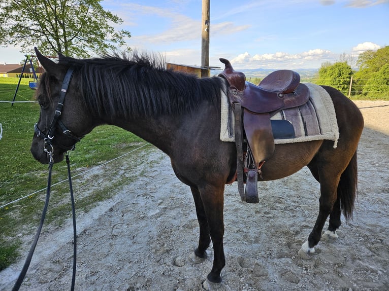 Hutsul Mestizo Caballo castrado 6 años 149 cm Negro in Strengberg