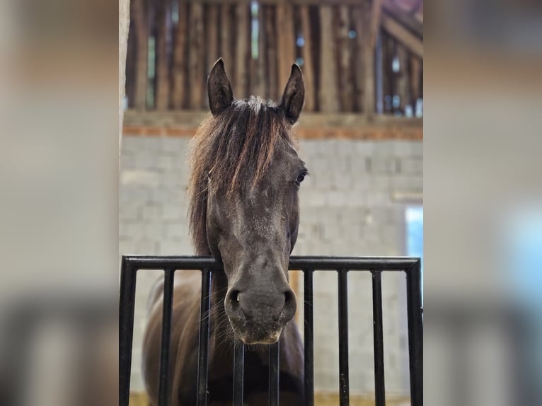 Hutsul Mestizo Caballo castrado 6 años 149 cm Negro in Strengberg