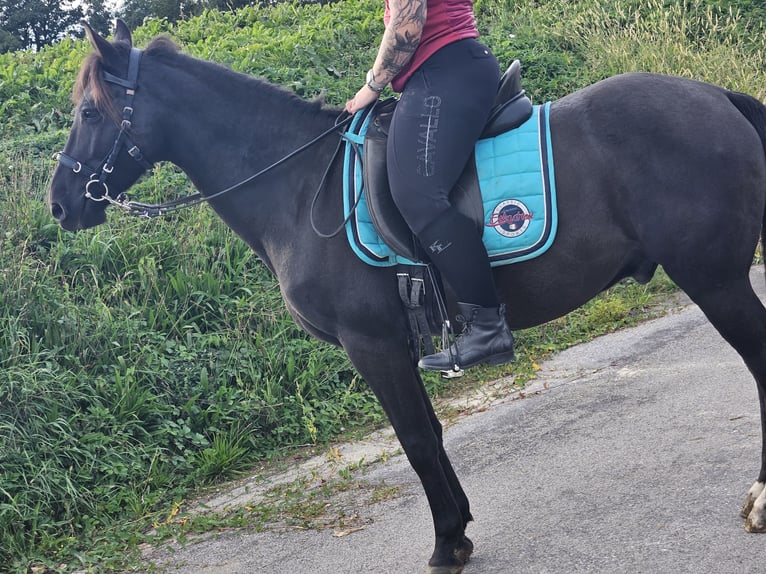 Hutsul Mestizo Caballo castrado 6 años 149 cm Negro in Strengberg