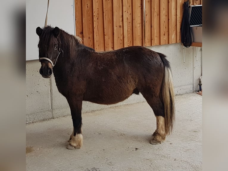 Hutsul Mestizo Caballo castrado 7 años 115 cm in Karlstadt