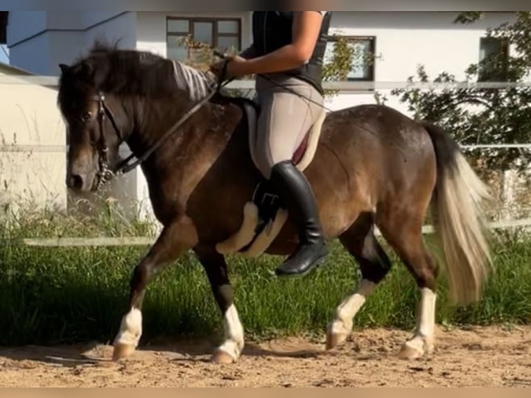 Hutsul Mestizo Caballo castrado 7 años 115 cm in Karlstadt