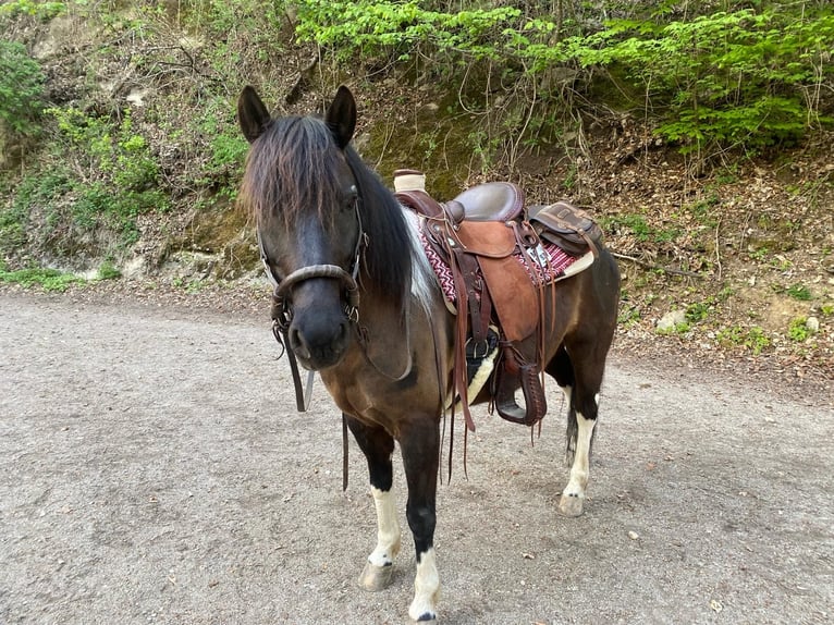 Hutsul Caballo castrado 7 años 140 cm Pío in Iffeldorf Hutsul Caballo castrado 7 años 140 cm Pío in Iffeldorf
