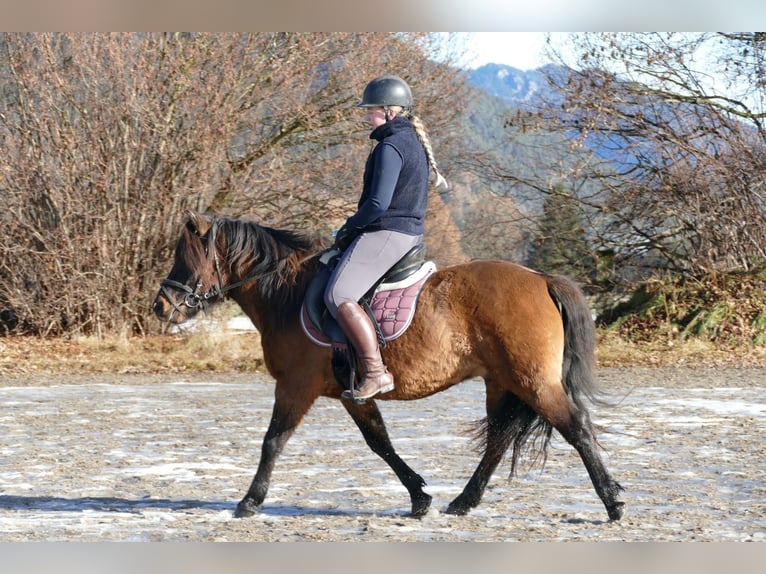 Hutsul Caballo castrado 7 años 142 cm Bayo in Ramsau/D.