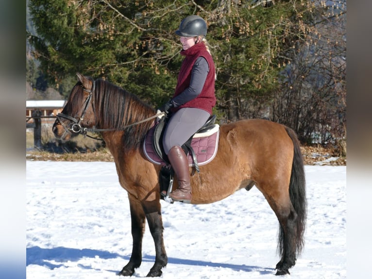 Hutsul Caballo castrado 7 años 142 cm Bayo in Ramsau/D.