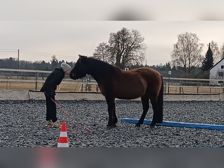 Hutsul Caballo castrado 7 años 145 cm Castaño oscuro in Mertingen