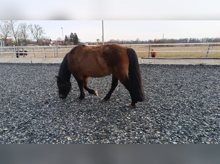 Hutsul Caballo castrado 7 años 145 cm Castaño oscuro in Mertingen