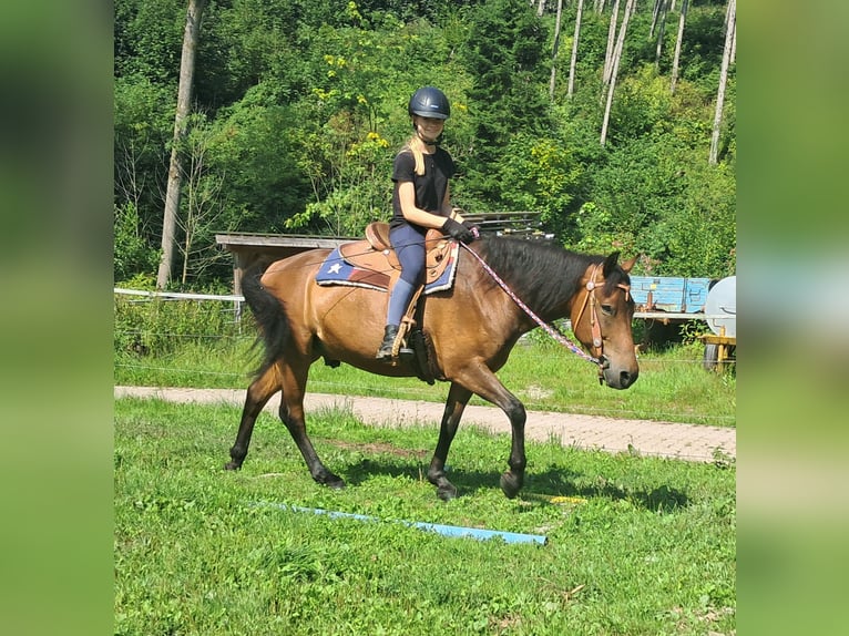 Hutsul Caballo castrado 7 años 147 cm Castaño in Bayerbach