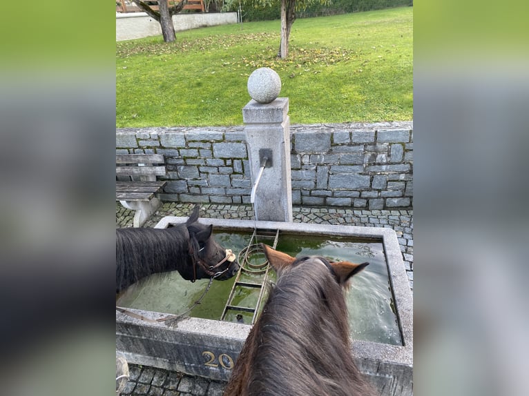 Hutsul Caballo castrado 8 años 140 cm Negro in Rietz