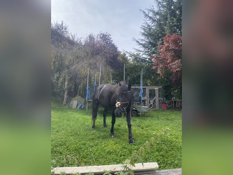 Hutsul Caballo castrado 8 años 140 cm Negro in Rietz