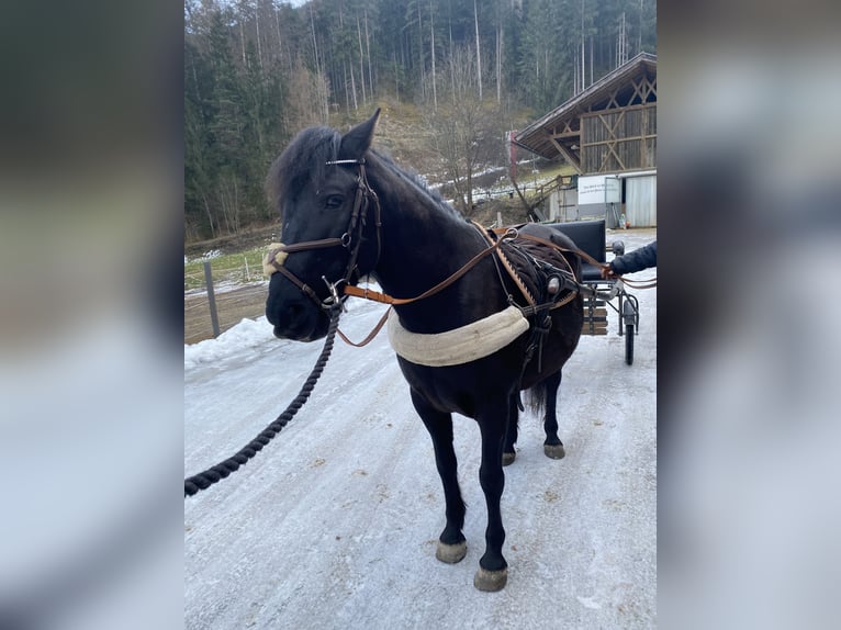 Hutsul Caballo castrado 8 años 140 cm Negro in Rietz