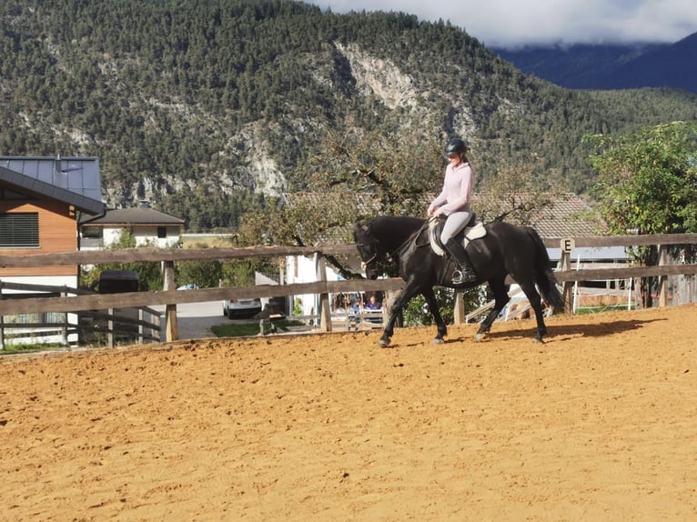 Hutsul Caballo castrado 8 años 140 cm Negro in Rietz