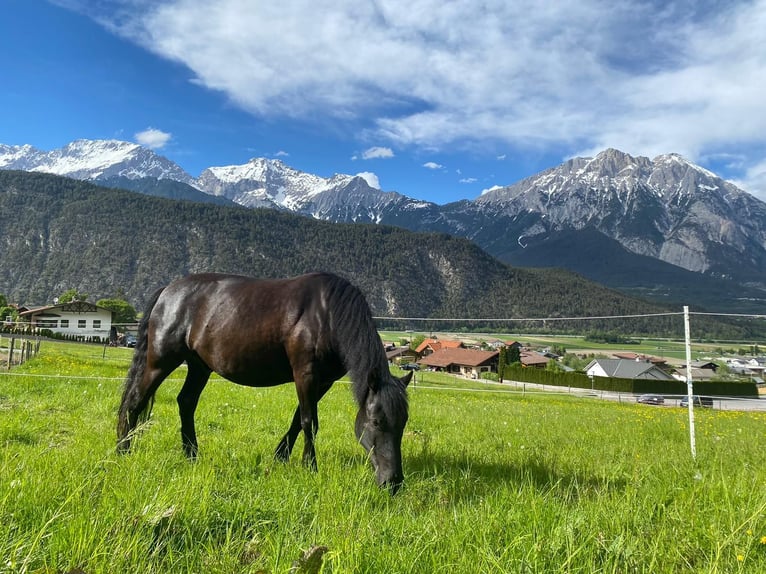 Hutsul Caballo castrado 8 años 140 cm Negro in Rietz