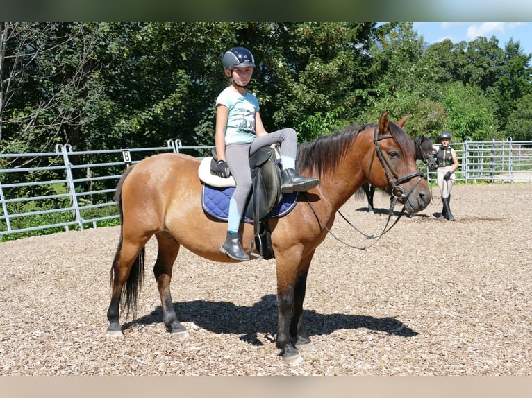 Hutsul Caballo castrado 8 años 143 cm Bayo in Ramsau