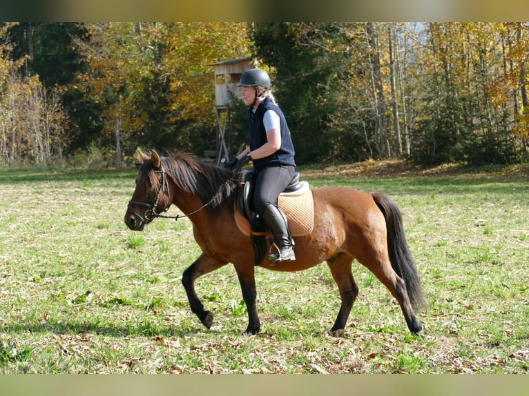 Hutsul Caballo castrado 8 años 143 cm Bayo in Ramsau