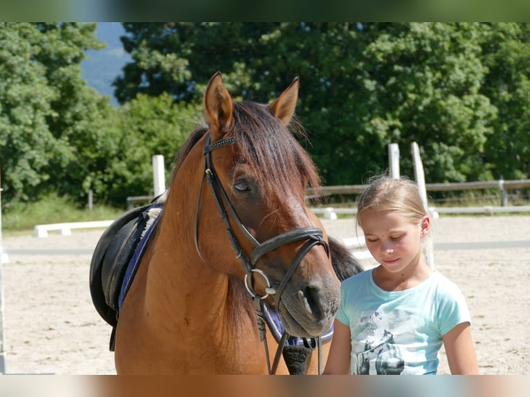 Hutsul Caballo castrado 8 años 143 cm Bayo in Ramsau