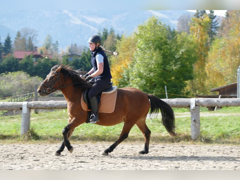 Hutsul Caballo castrado 8 años 143 cm Bayo in Ramsau